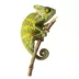 Veiled Chameleon image thumbnail 1