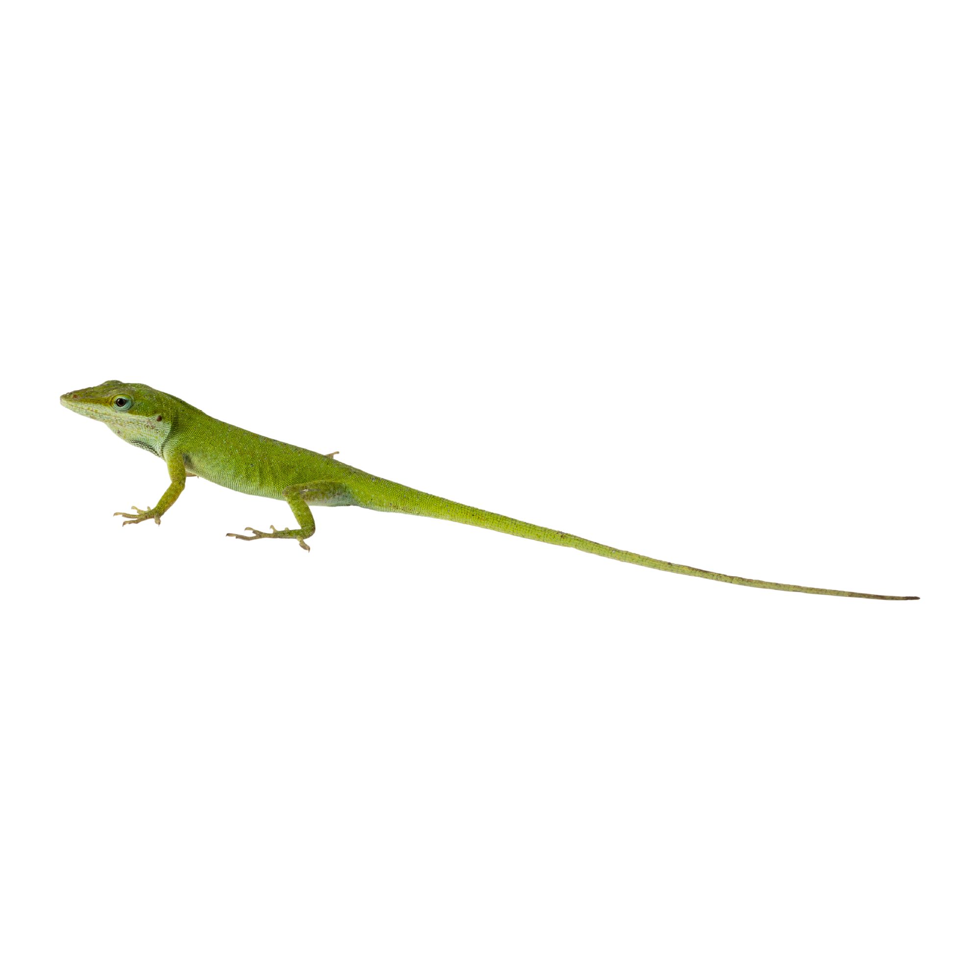 Green Anole For Sale | Live Pet 