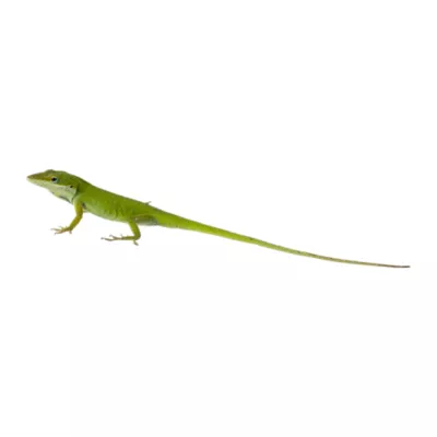 Green Anole Reptile