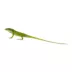 Green Anole image thumbnail 1