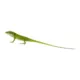 Product Green Anole