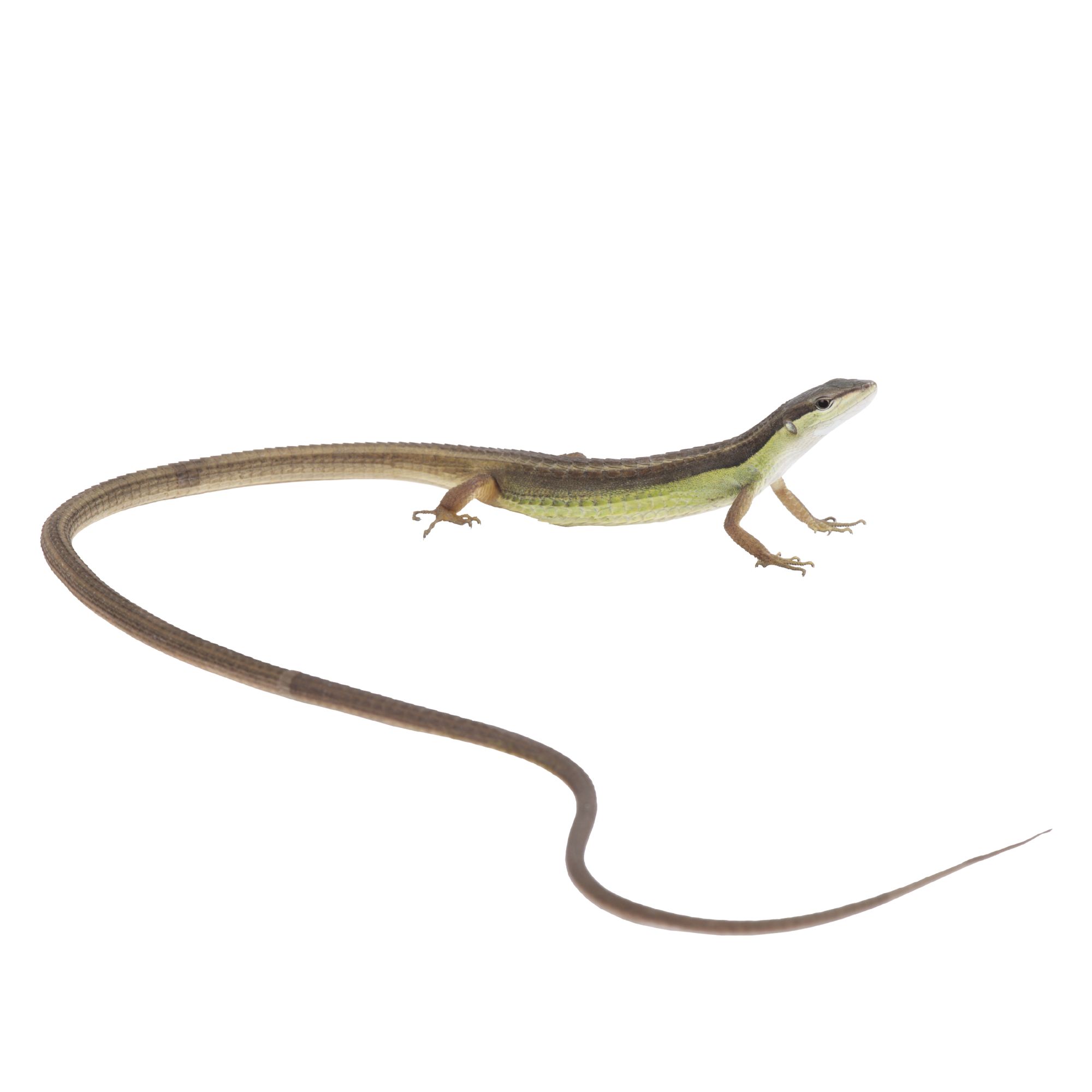 Anole petsmart store