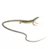 Long-Tailed Lizard image thumbnail 1