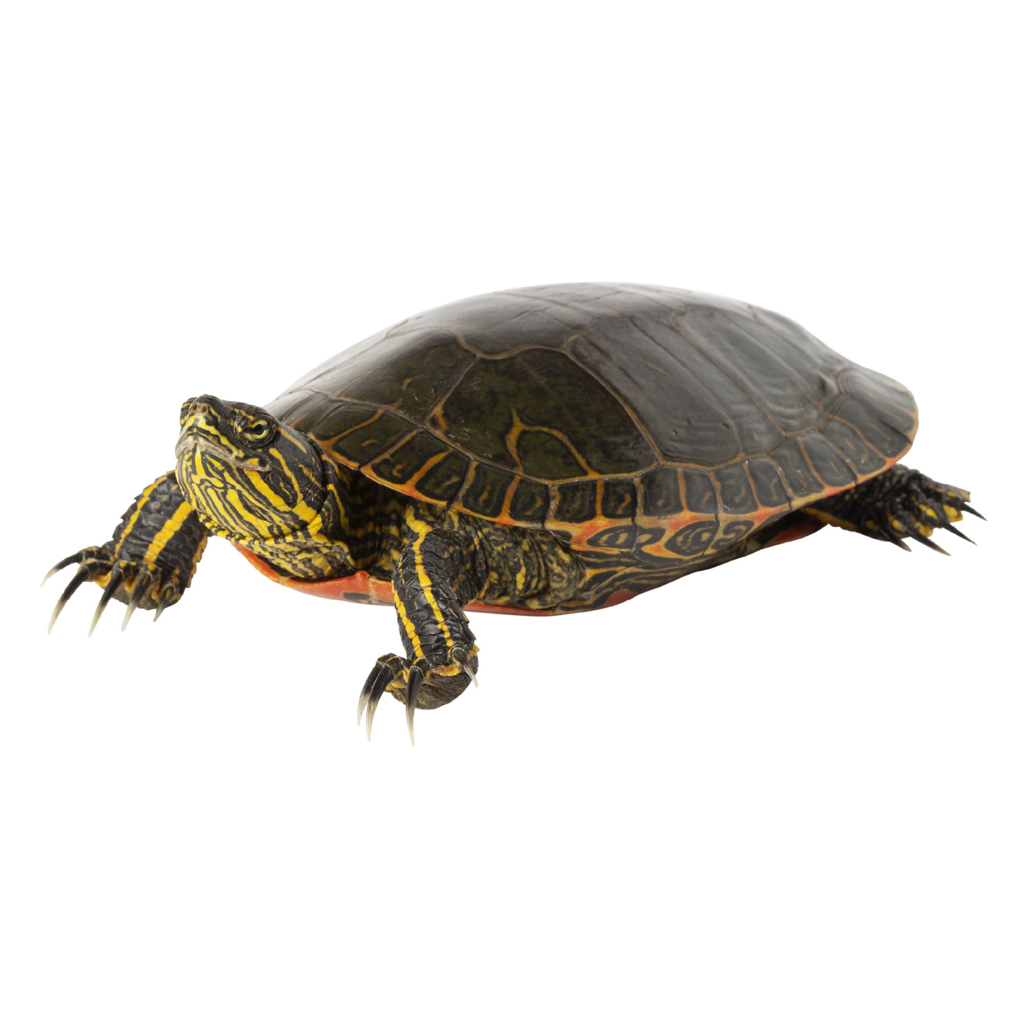 Painted Turtle For Sale | Live Pet 