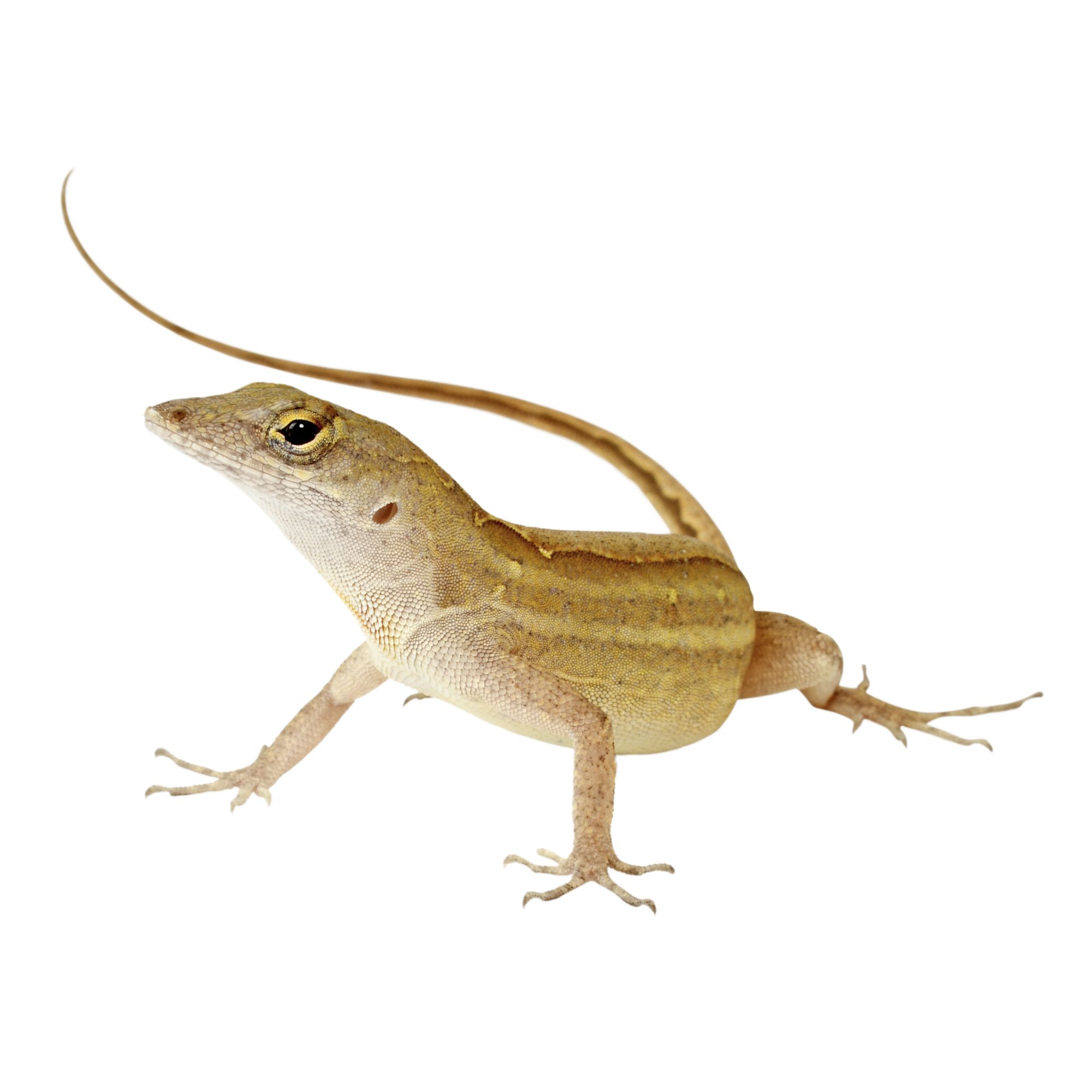 Green anole best sale starter kit