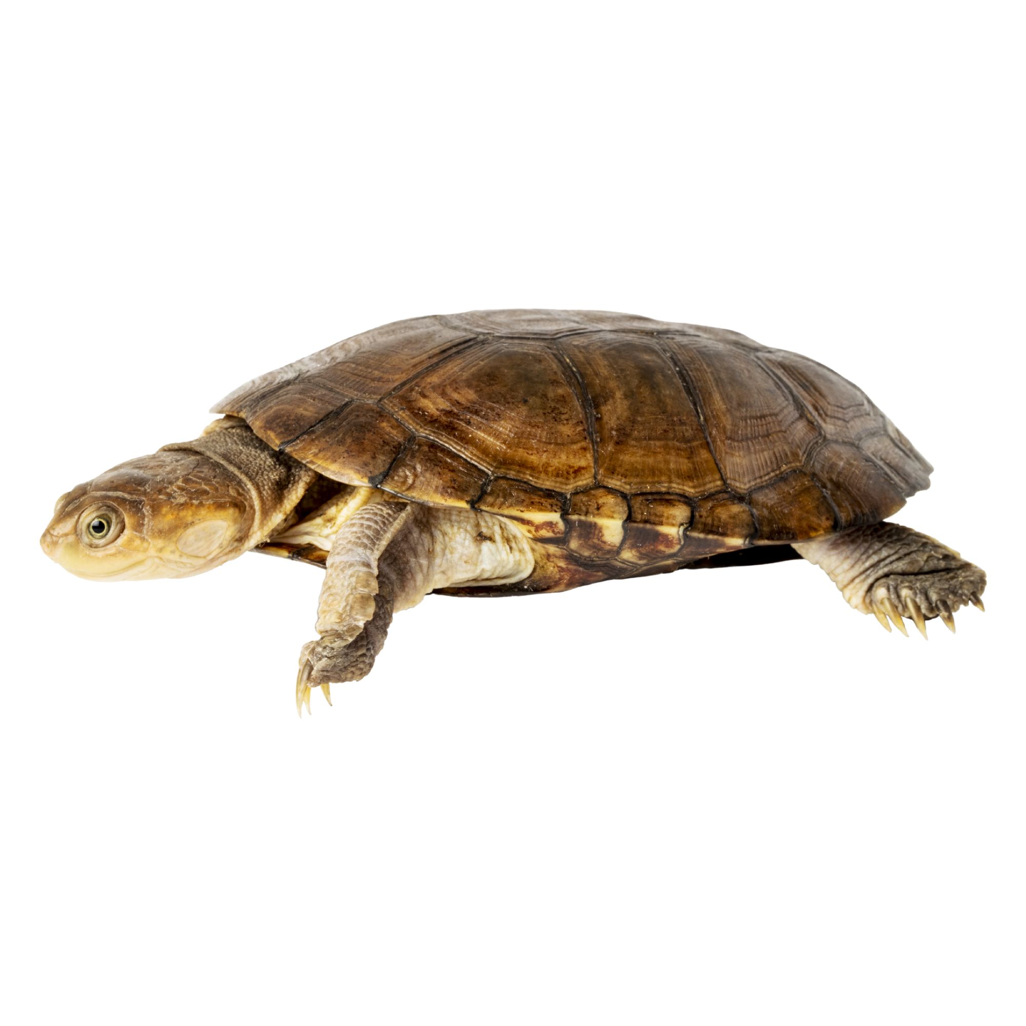 African Sideneck Turtle | reptile Snakes, Turtles & More | PetSmart
