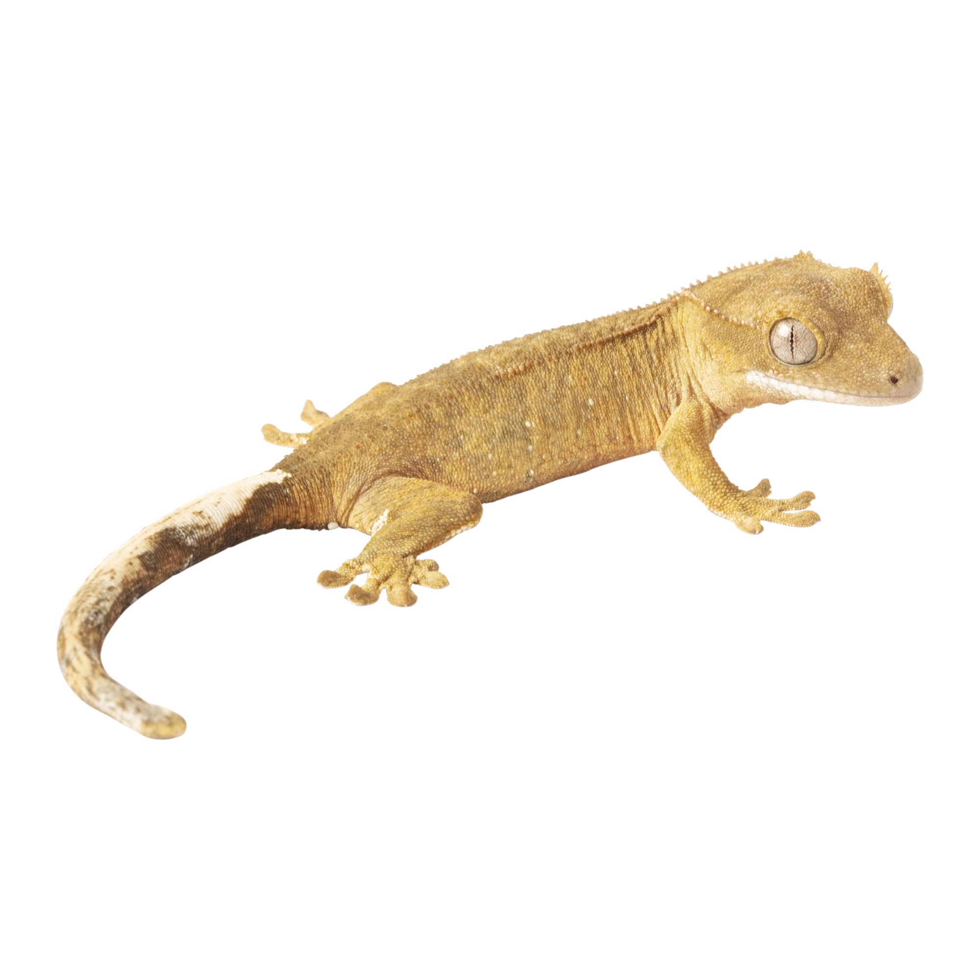 Eyelash Crested Gecko For Sale | Live 