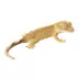 Eyelash Crested Gecko image thumbnail 1