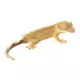 Product Eyelash Crested Gecko