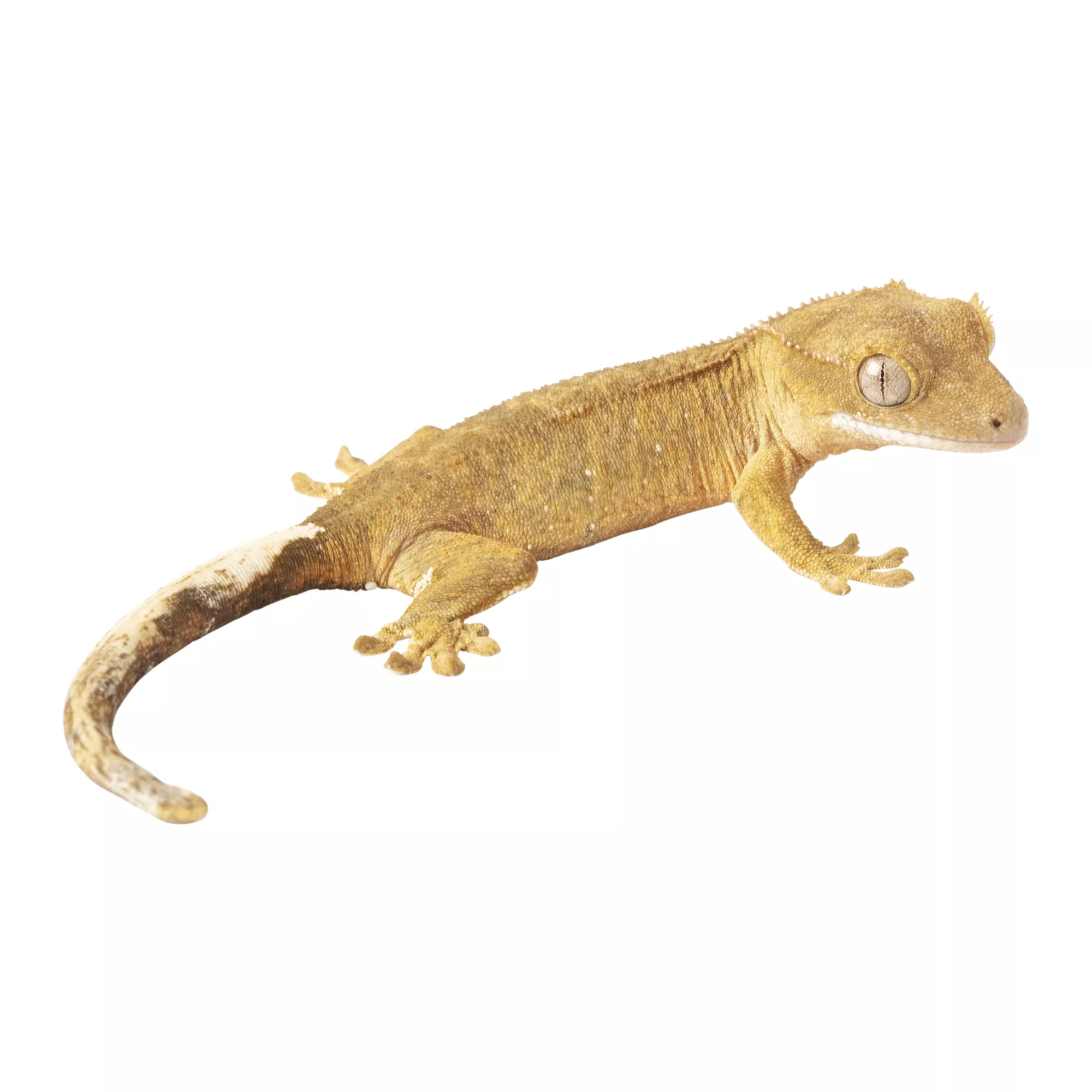 Eyelash Crested Gecko