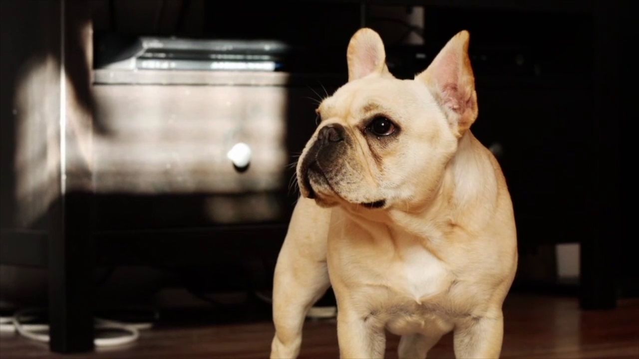 dog stuffed animal with heartbeat