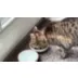 Instinct® Raw Boost Indoor Health All Life Stage Dry Cat Food - Rabbit video thumbnail 11