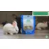 Oxbow Natural Science Multi-Vitamin Small Animal Supplement video thumbnail 5