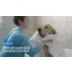 Adams™ Plus Flea & Tick Shampoo video thumbnail 8