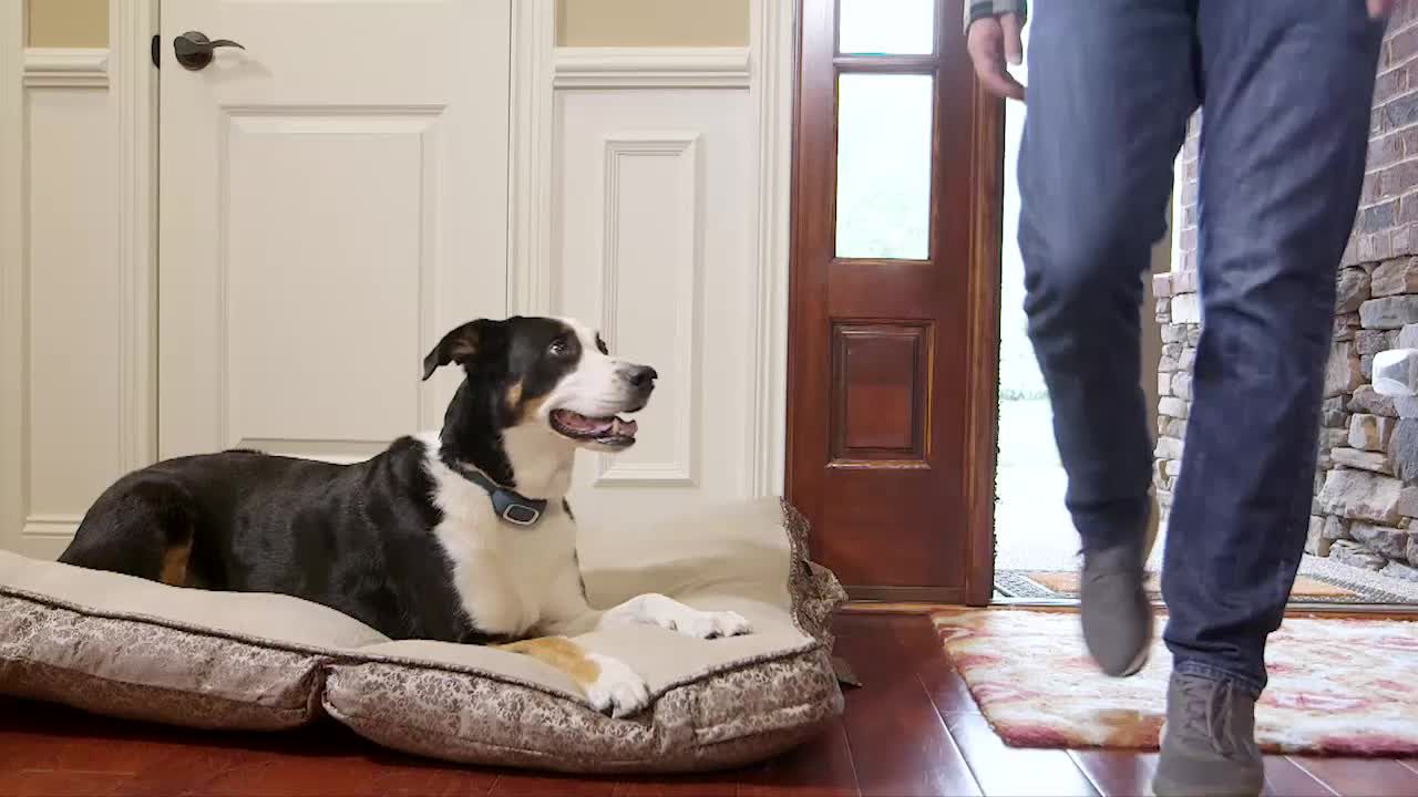 petsmart wireless pet containment system