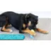 KONG® CoreStrength Bone Dog Toy video thumbnail 6