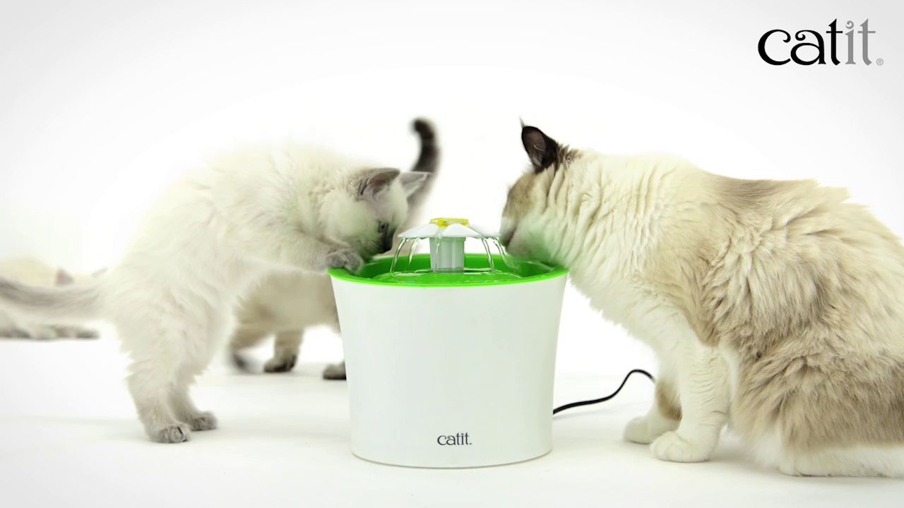 Cat water fountain petsmart hotsell