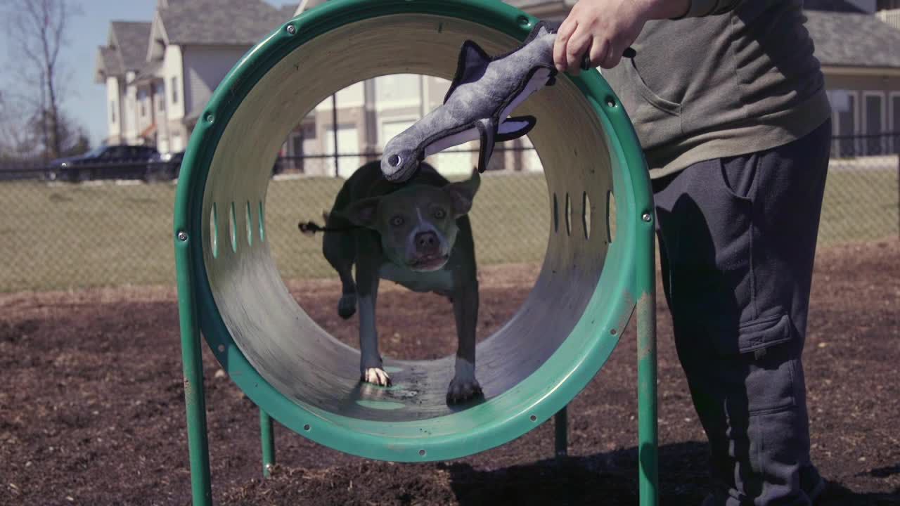 tuffy octopus dog toy