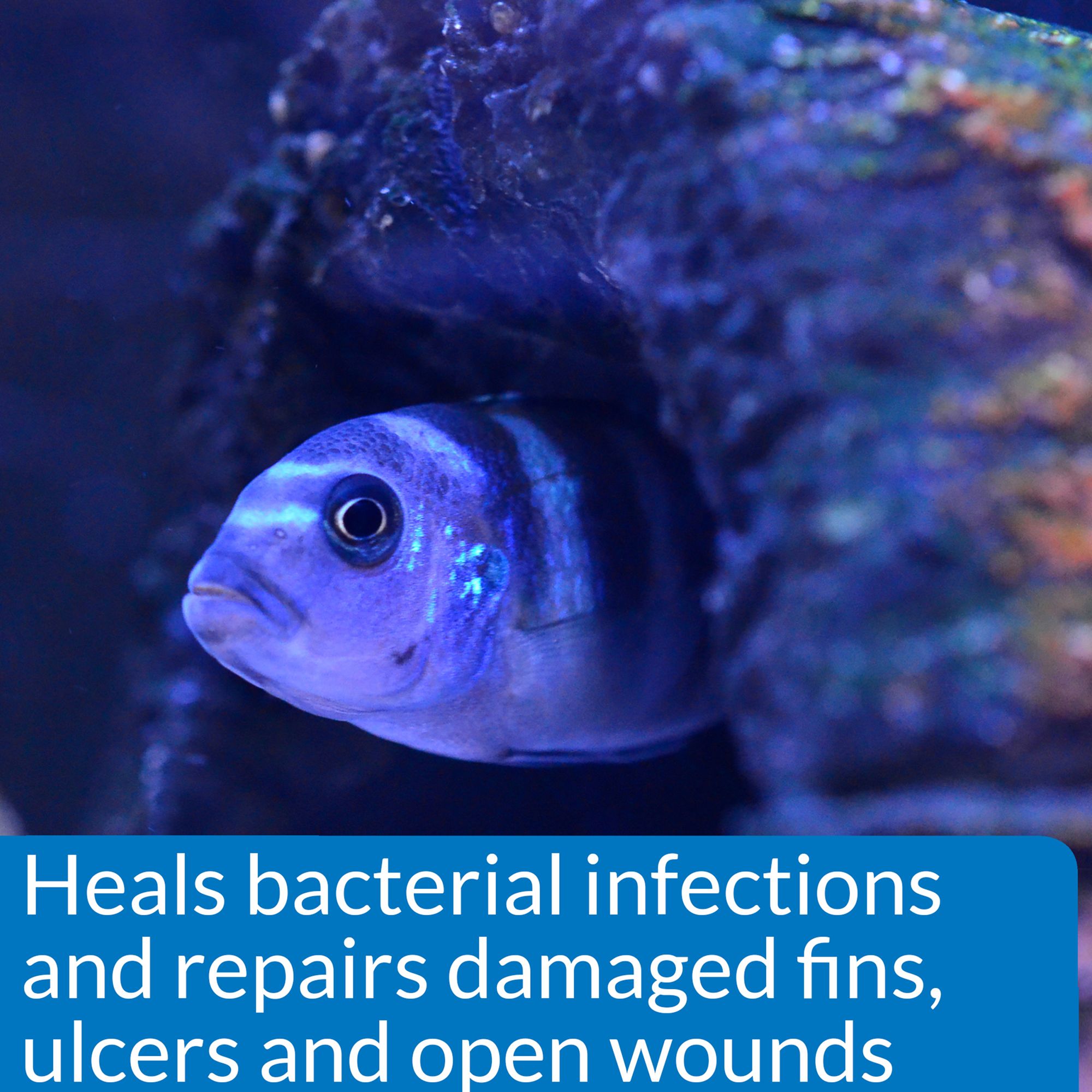 API Melafix Fish Bacterial Infection Treatment