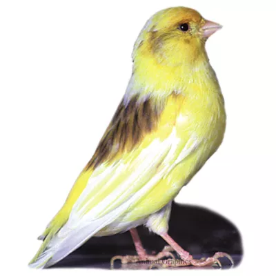 Product Fancy Canary