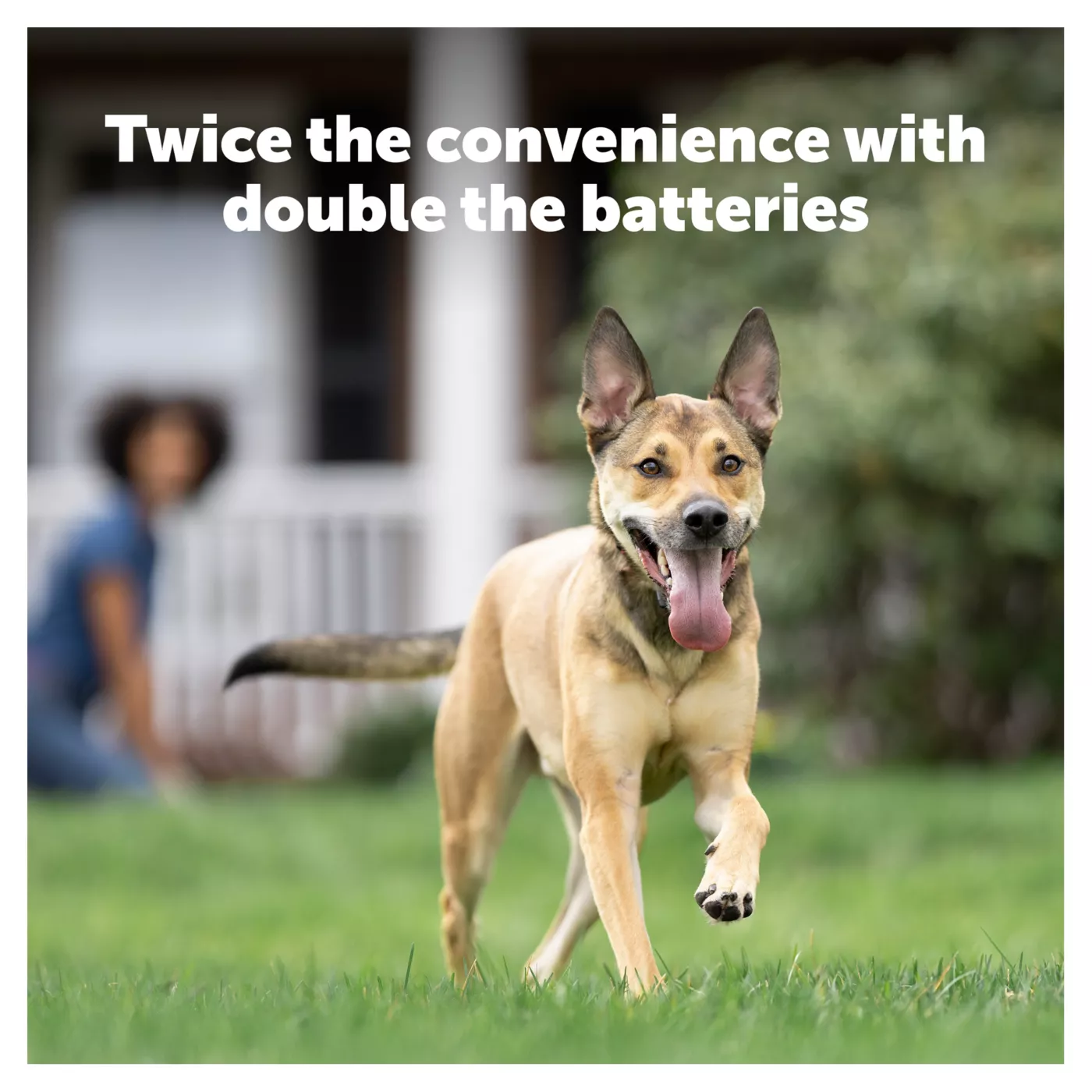 Dog fence collar batteries best sale