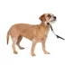 PetSafe® Gentle Leader No-Pull Dog Headcollar - Helps You Regain Control image thumbnail 1