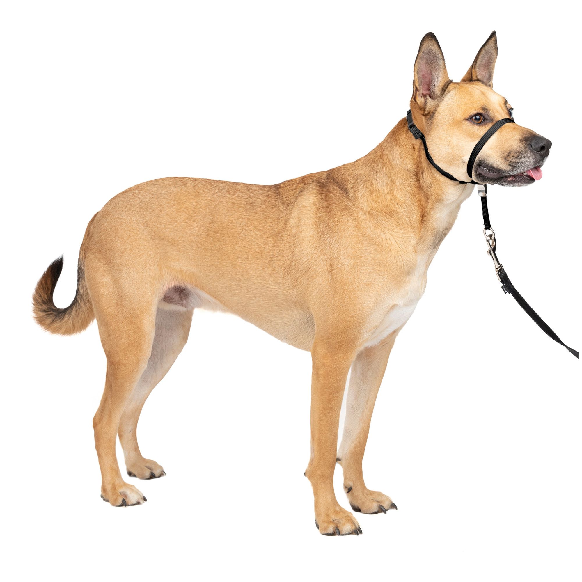 dog leader collar