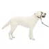 PetSafe® Gentle Leader No-Pull Dog Headcollar - Helps You Regain Control image thumbnail 1