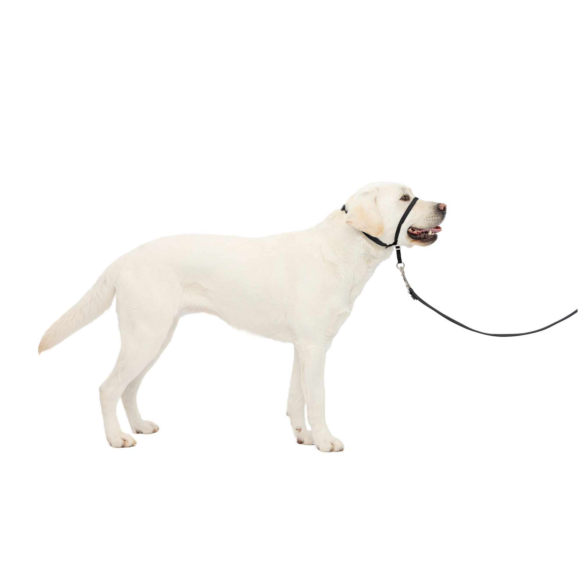 Beau pets gentle leader harness hotsell