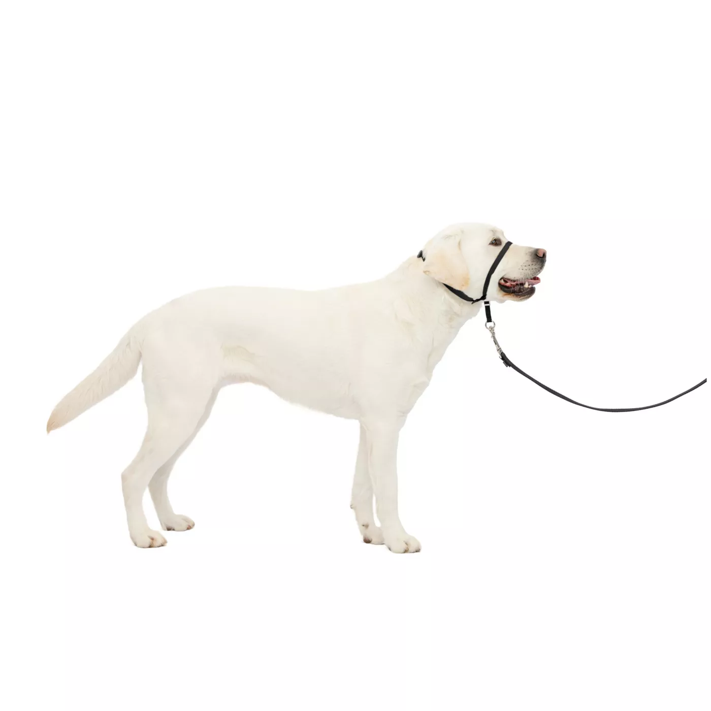 Gentle walker easy lead harness fashion