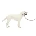 PetSafe® Gentle Leader No-Pull Dog Headcollar - Helps You Regain Control image thumbnail 7