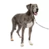 PetSafe® Gentle Leader Dog Head Collar, No Pull, Adjustable, Multiple Sizes & Colors image thumbnail 1