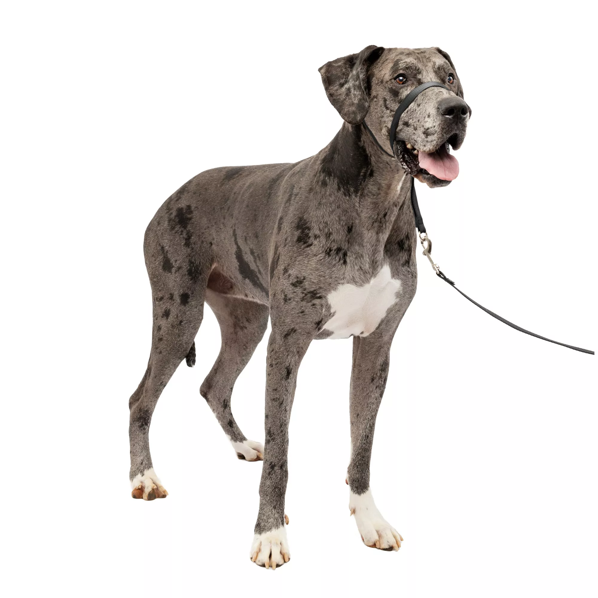 PetSafe® Gentle Leader No-Pull Dog Headcollar - Helps You Regain Control