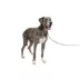 PetSafe® Gentle Leader Dog Head Collar, No Pull, Adjustable, Multiple Sizes & Colors image thumbnail 7