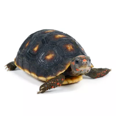 Product Red Footed Tortoise