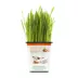 Pet Greens 100% Organic Wheatgrass Live Cat Grass image thumbnail 2