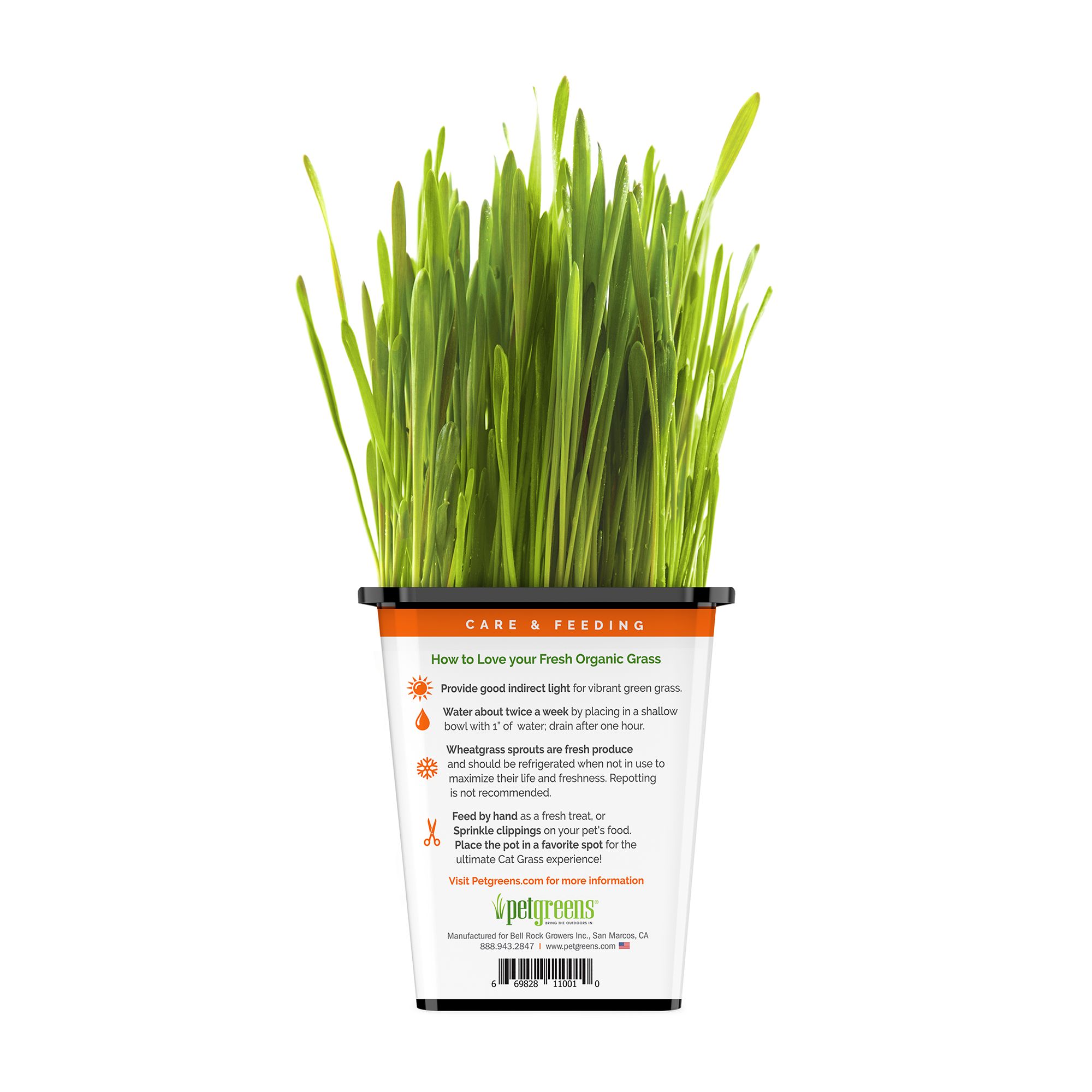 Pet Greens 100% Organic Wheatgrass Live Cat Grass - thumbnail 3
