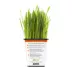 Pet Greens 100% Organic Wheatgrass Live Cat Grass image thumbnail 3