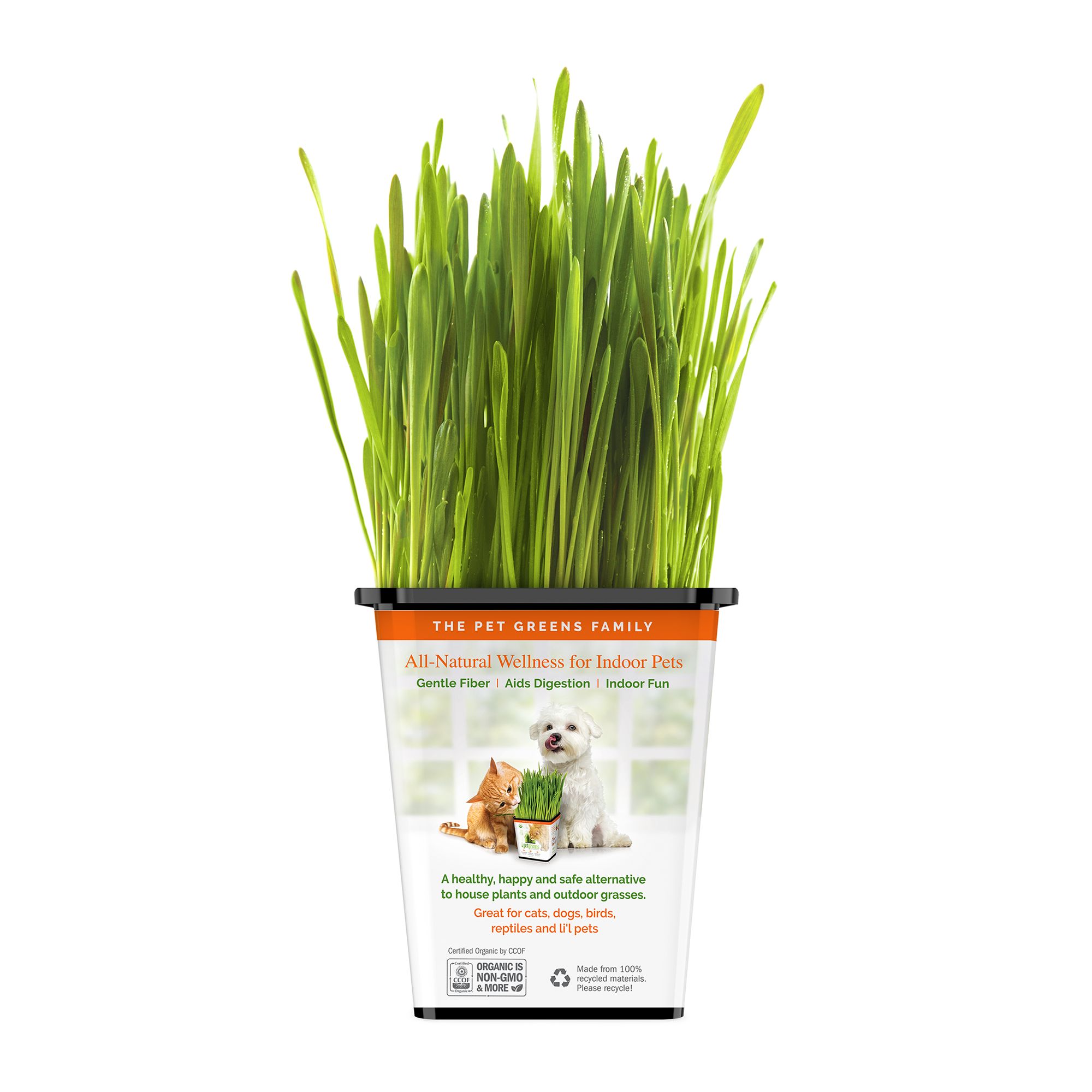 Pet Greens Wheatgrass Live Cat Grass Cat Catnip Petsmart