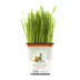 Pet Greens 100% Organic Wheatgrass Live Cat Grass image thumbnail 4