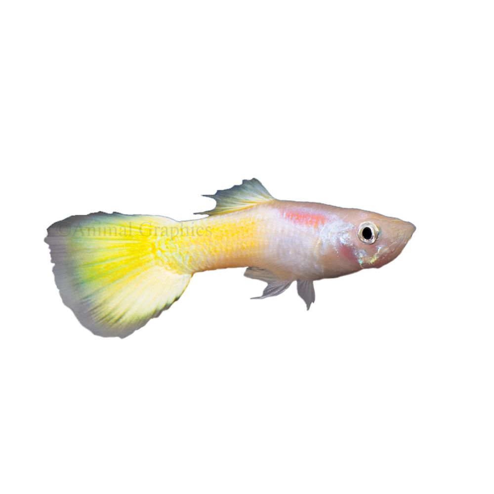 Petsmart guppies 2025