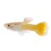 Yellow Guppy image thumbnail 1