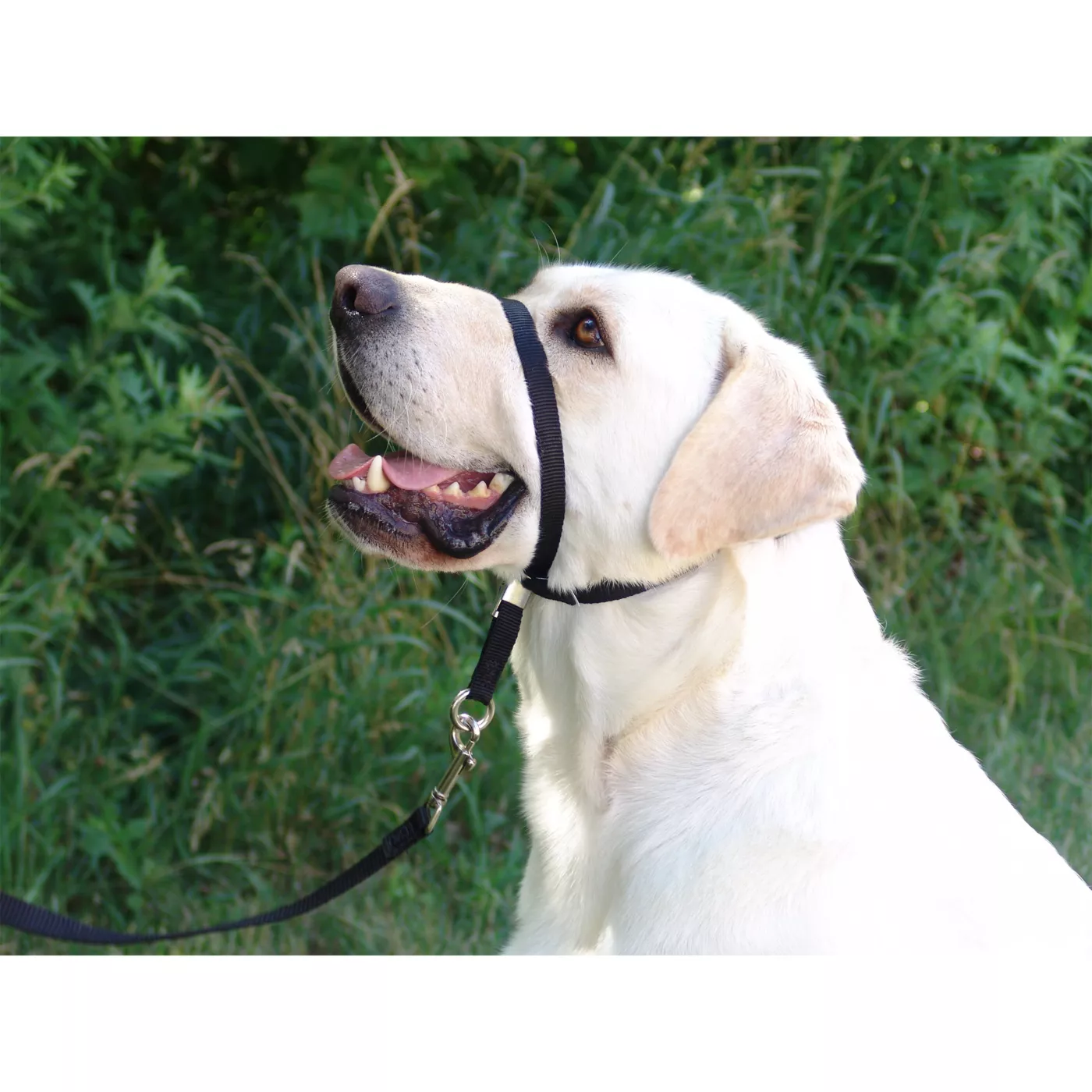 Gentle harness dogs gentle leader best sale