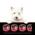 Cesar Classic Loaf In Sauce Adult Wet Dog Food Beef & Turkey Entrées Variety Pack, 12ct image thumbnail 5