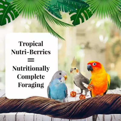 Product Lafeber's® Nutri-Berries Tropical Fruit Parakeet & Cockatiel Food