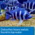 API® Tap Water Conditioner Super Strength Aquarium Dechlorinator image thumbnail 4