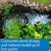 API® Pond-Zyme® Sludge Destroyer™ - Pond Water Care - Start Up - Maintenance image thumbnail 3