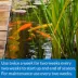 API® Pond-Zyme® Sludge Destroyer™ - Pond Water Care - Start Up - Maintenance image thumbnail 4