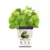 Pet Greens Catnip Live Cat Grass image thumbnail 1