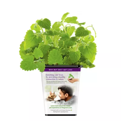 Product Pet Greens Catnip Live Cat Grass